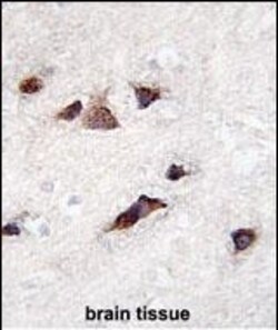 Invitrogen KChIP3 Polyclonal Antibody 400 &mu;L; Unconjugated:Antibodies,
