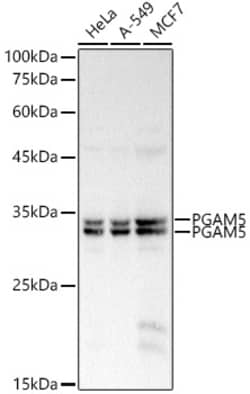 Invitrogen PGAM5 Polyclonal Antibody 100 &mu;L | Buy Online | Invitrogen&trade; | Fisher Scientific
