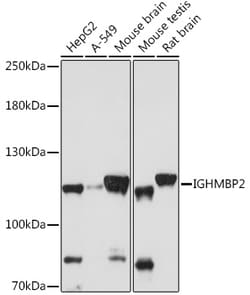Invitrogen IGHMBP2 Polyclonal Antibody 100 &mu;L; Unconjugated:Antibodies,
