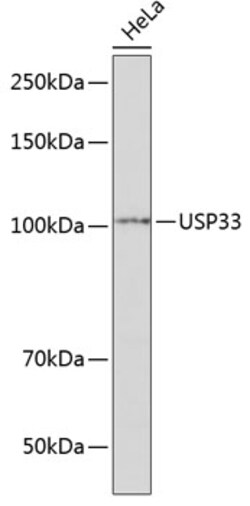 Invitrogen USP33 Polyclonal Antibody 100 &mu;L; Unconjugated:Antibodies,
