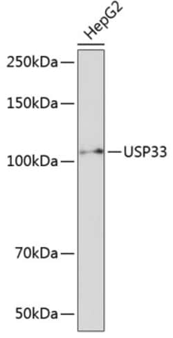 Invitrogen USP33 Polyclonal Antibody 100 &mu;L; Unconjugated:Antibodies,