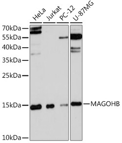 Invitrogen MAGOHB Polyclonal Antibody 100 &mu;L; Unconjugated:Antibodies,