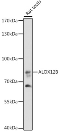 Invitrogen ALOX12B Polyclonal Antibody 100 &mu;L; Unconjugated:Antibodies,