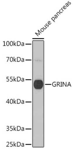 Invitrogen GRINA Polyclonal Antibody 100 &mu;L; Unconjugated:Antibodies,
