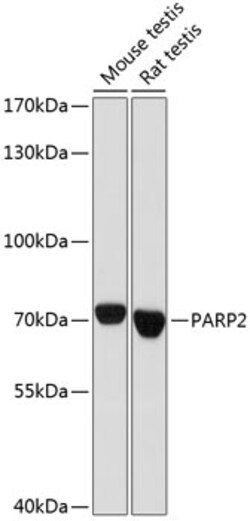 Invitrogen PARP2 Polyclonal Antibody 100 &mu;L; Unconjugated:Antibodies,