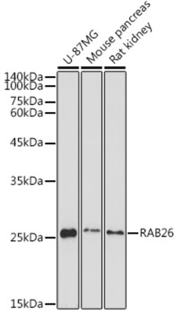 Invitrogen RAB26 Polyclonal Antibody 100 &mu;L; Unconjugated:Antibodies,