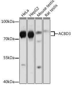 Invitrogen ACBD3 Polyclonal Antibody 100 &mu;L; Unconjugated:Antibodies,