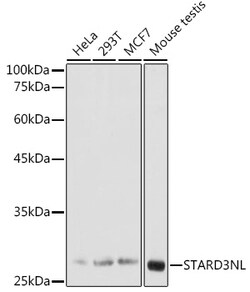 Invitrogen STARD3NL Polyclonal Antibody 100 &mu;L | Buy Online | Invitrogen&trade; | Fisher Scientific