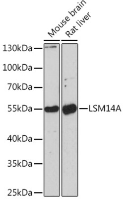 Invitrogen LSM14A Polyclonal Antibody 100 &mu;L | Buy Online | Invitrogen&trade; | Fisher Scientific