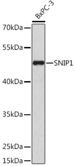 Invitrogen SNIP1 Polyclonal Antibody 100 &mu;L; Unconjugated:Antibodies,