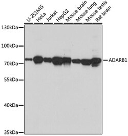 Invitrogen ADARB1 Polyclonal Antibody 100 &mu;L; Unconjugated:Antibodies,