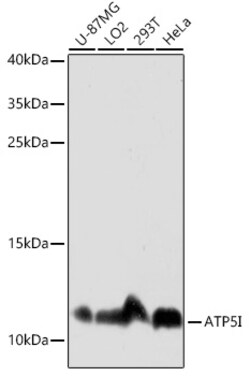 Invitrogen ATP5I Polyclonal Antibody 100 μL; Unconjugated:Antibodies,