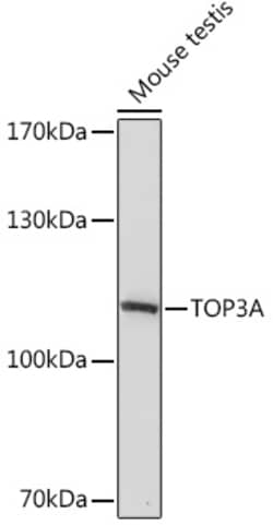 Invitrogen TOP3A Polyclonal Antibody 100 &mu;L; Unconjugated:Antibodies,