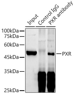 Invitrogen PXR Polyclonal Antibody 100 &mu;L; Unconjugated:Antibodies,