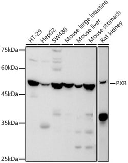 Invitrogen PXR Polyclonal Antibody 100 &mu;L; Unconjugated:Antibodies,