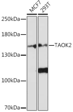 Invitrogen Taok2 Polyclonal Antibody 100 &mu;L; Unconjugated:Antibodies,