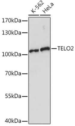 Invitrogen TELO2 Polyclonal Antibody 100 &mu;L; Unconjugated:Antibodies,