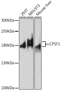 CPSF1 Polyclonal Antibody:Antibodies, Polyclonal