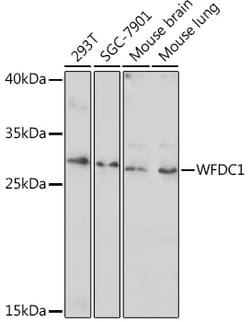 Invitrogen WFDC1 Polyclonal Antibody 100 &mu;L; Unconjugated:Antibodies,