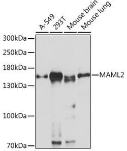 Invitrogen MAML2 Polyclonal Antibody 100 &mu;L; Unconjugated:Antibodies,