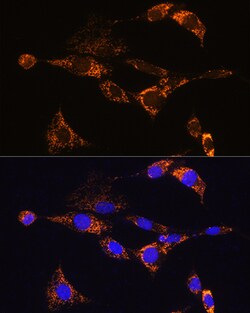 Invitrogen PDE12 Polyclonal Antibody 100 &mu;L; Unconjugated:Antibodies,