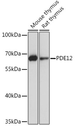 Invitrogen PDE12 Polyclonal Antibody 100 &mu;L; Unconjugated:Antibodies,