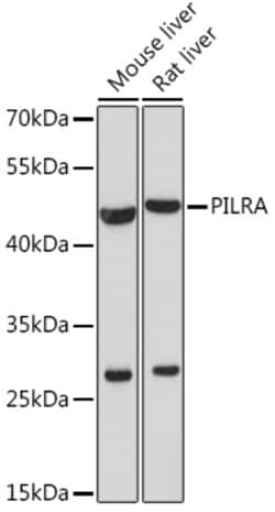 PILRA Polyclonal Antibody:Antibodies, Polyclonal
