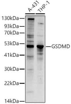 Invitrogen GSDMD Polyclonal Antibody 100 &mu;L | Buy Online | Invitrogen&trade; | Fisher Scientific