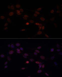 Invitrogen Lamin A/C Polyclonal Antibody 100 &mu;L; Unconjugated:Antibodies,