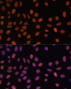 Invitrogen Lamin A/C Polyclonal Antibody 100 &mu;L; Unconjugated:Antibodies,
