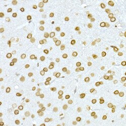 Invitrogen Lamin A/C Polyclonal Antibody 100 &mu;L; Unconjugated:Antibodies,