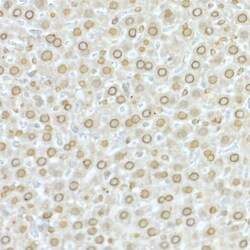 Invitrogen Lamin A/C Polyclonal Antibody 100 &mu;L; Unconjugated:Antibodies,