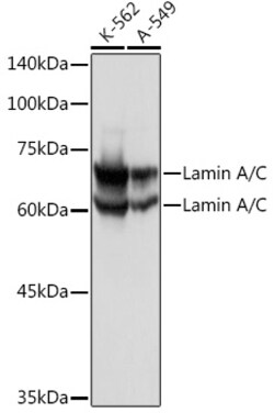Invitrogen Lamin A/C Polyclonal Antibody 100 &mu;L; Unconjugated:Antibodies,