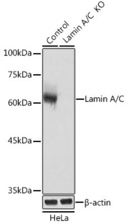 Invitrogen Lamin A/C Polyclonal Antibody 100 &mu;L; Unconjugated:Antibodies,