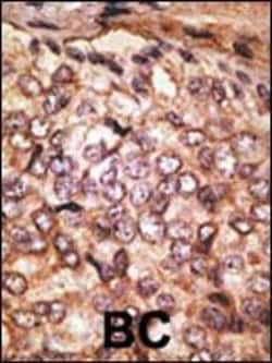 Invitrogen SIGLEC5 Polyclonal Antibody 400 &mu;L; Unconjugated:Antibodies,