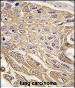 Invitrogen SIGLEC5 Polyclonal Antibody 400 &mu;L; Unconjugated:Antibodies,