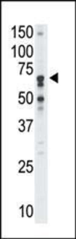 Invitrogen SIGLEC5 Polyclonal Antibody 400 &mu;L; Unconjugated:Antibodies,