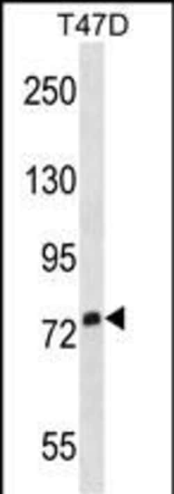 Invitrogen SIGLEC5 Polyclonal Antibody 400 &mu;L; Unconjugated:Antibodies,