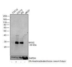 Invitrogen Myogenin Polyclonal Antibody 100 &mu;L; Unconjugated:Antibodies,
