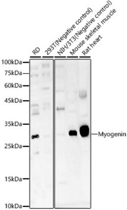 Invitrogen Myogenin Polyclonal Antibody 100 &mu;L; Unconjugated:Antibodies,