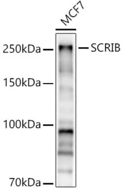 Invitrogen SCRIB Polyclonal Antibody 100 &mu;L; Unconjugated:Antibodies,