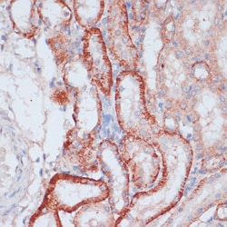 Invitrogen RPL31 Polyclonal Antibody 100 &mu;L; Unconjugated:Antibodies,