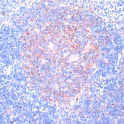 Invitrogen RPL31 Polyclonal Antibody 100 &mu;L; Unconjugated:Antibodies,