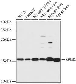 Invitrogen RPL31 Polyclonal Antibody 100 &mu;L; Unconjugated:Antibodies,