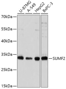 Invitrogen SUMF2 Polyclonal Antibody 100 &mu;L; Unconjugated:Antibodies,