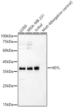 Invitrogen HEYL Polyclonal Antibody 100 &mu;L; Unconjugated:Antibodies,