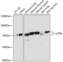 Invitrogen UTP6 Polyclonal Antibody 100 &mu;L; Unconjugated:Antibodies,