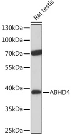 Invitrogen ABHD4 Polyclonal Antibody 100 &mu;L; Unconjugated:Antibodies,