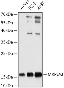 Invitrogen MRPL43 Polyclonal Antibody 100 &mu;L; Unconjugated:Antibodies,