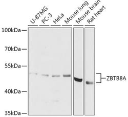Invitrogen ZBTB8A Polyclonal Antibody 100 &mu;L; Unconjugated:Antibodies,